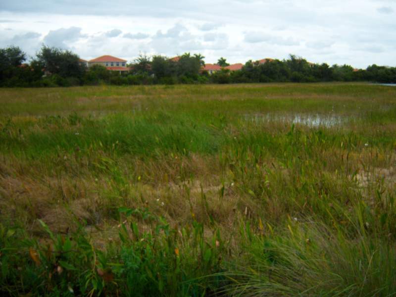 Wetland mitigation